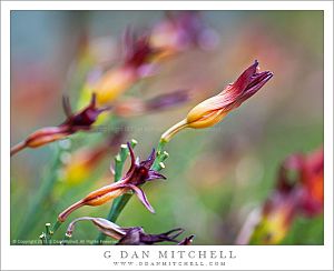 DaylilliesWocknerAngled20120801