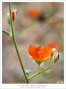 Desert Globemallow