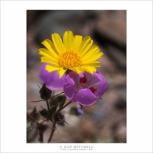 Desert Gold and Desert Five-Spot