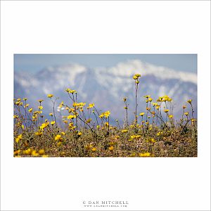 Desert Gold, Snow-Capped Peaks