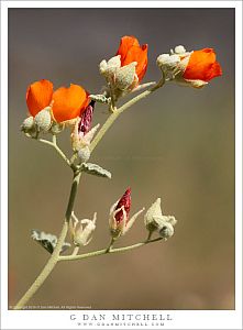 Desert Mallow Flowers