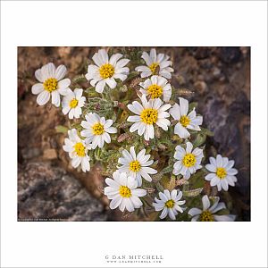 Desert Star Bouquet