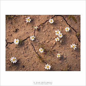 Desert Star Flowers