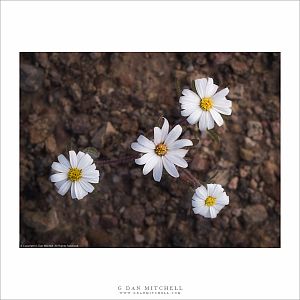 Four Desert Star Flowers