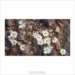 Desert Star Flowers