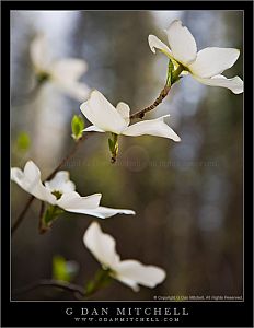 DogwoodBloomsYoseForest20080427