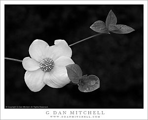 DogwoodBlossomAndLeavesYOSE BW 20110507