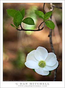 DogwoodBlossomLeavesBranch20090510