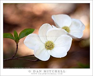 DogwoodBlossomsBranch20090510