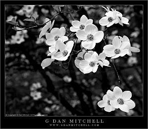 DogwoodBlossomsYoseBW20070421