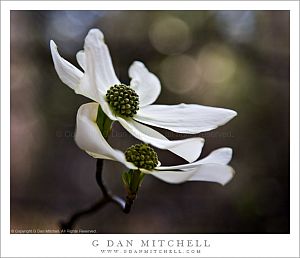 DogwoodFlowerPair20080427