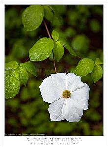 DogwoodFlowerRainYosemite 20090606