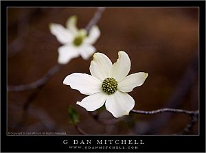 DogwoodFlowersBranches20080427