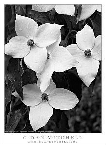 DogwoodFlowersRainBWPortland20130527