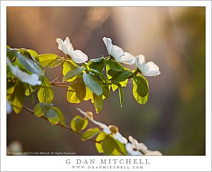 DogwoodFlowersSunsetLightYose20130503