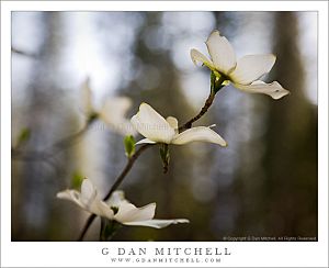 DogwoodFlowersYoseValley20080427