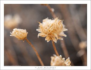 Dry Panamint Flowers