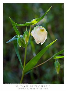 Fairy Lantern Blossom