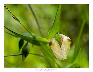 Fairy Lantern, Spring Greenery