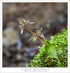 Fetid Adders Tongue Flowers