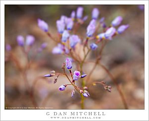 Gilla Buds, Death Valley National Park