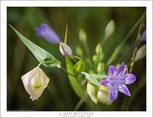 Globe Lily and Blue Dicks