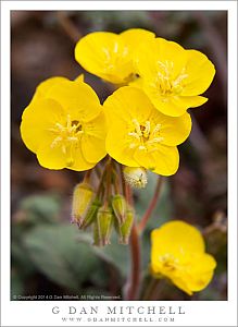 Golden Evening Primrose Flowers