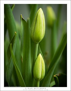 Green Tulip Buds