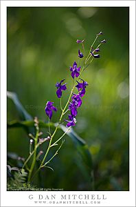 Larkspur Plant and Flowers