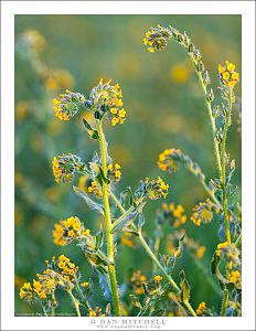 Late-Winter Fiddlenecks