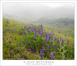 LupineBlossomsAndFog20050416