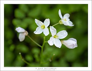 Milkmaids Blossoms