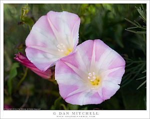 Morning Glory, California Coast