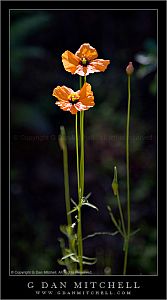 OrangeWildflower20080426