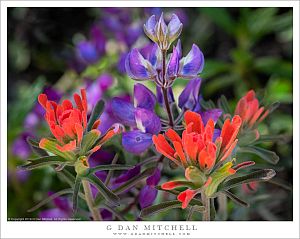 Lupine And Paintbrush