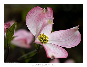Pink Dogwood Blossom