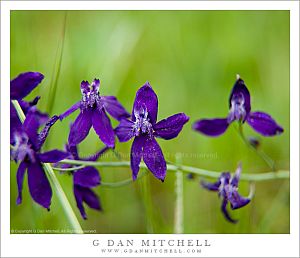 PurpleLarkspurFlowersSpring20100410