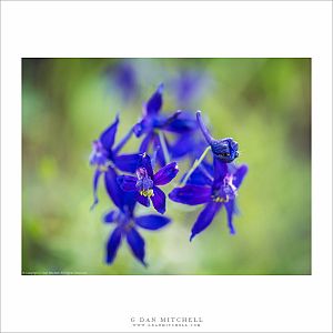 Purple Lupine