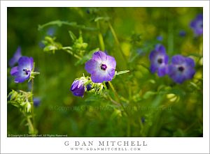 PurpleQuicksilverWildflower20080412