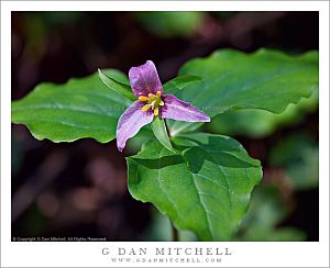 PurpleTrilliumMuirWoods20090308