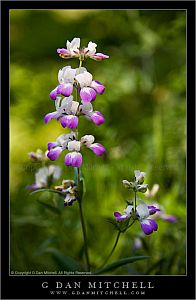 PurpleWhiteFlowers20080426