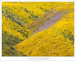 Wildflower-Covered Hills