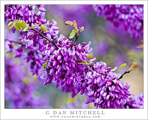 RedbudBlossomsMercedCanyon20120415