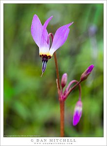 Shooting Star Flower