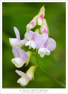 Wild Sweet Pea Flowers