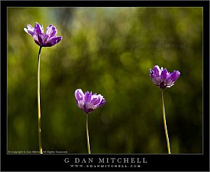 ThreePurpleFlowers20080412