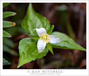 TrilliumFlowerCloseFernTipsMuirWoods20120303