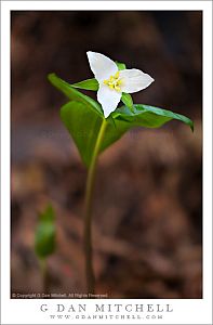 TrilliumFlowerPlantStemVert20120303