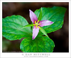 TrilliumFlowerPurpleMuirWoods20140314