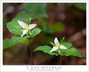 TrilliumPairSoftLightMuirWoods20120310